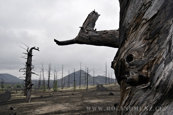 death forest